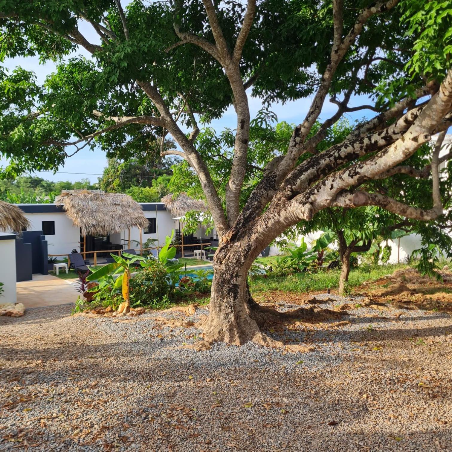 Bungalows Colibri Las Galeras Luaran gambar